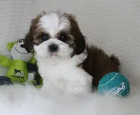 Brownie, a male Shih Tzu for sale in Littlerock, CA – 2 of 4