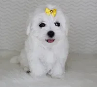 Toy size lilia, a female Maltese for sale in Littlerock, CA – 1 of 3
