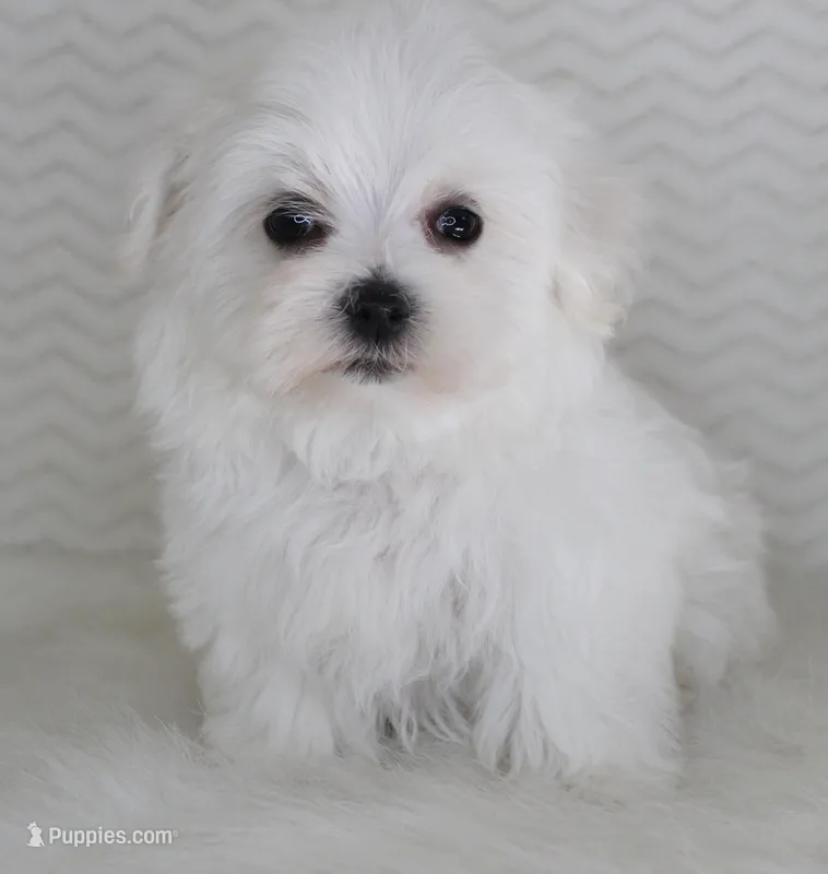 Teddy bear – Maltese puppy for sale in Littlerock, CA