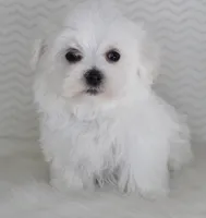 Teddy bear, a male Maltese for sale in Littlerock, CA – 4 of 4