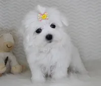 Toy size Snowie, a female Maltese for sale in Littlerock, CA – 4 of 4
