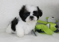 Princess, a female Shih Tzu for sale in Littlerock, CA – 3 of 4