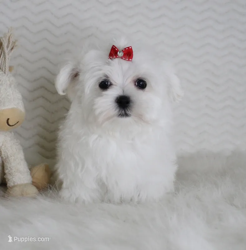Toy size Isabel – Maltese puppy for sale in Littlerock, CA