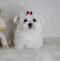 Toy size Isabel, a female Maltese for sale in Littlerock, CA – 4 of 4