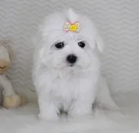 Toy size Snowie, a female Maltese for sale in Littlerock, CA – 3 of 4
