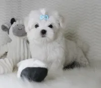 T cup prince, a male Maltese for sale in Littlerock, CA – 2 of 4