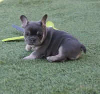 Lilac tan princess, a female French Bulldog for sale in Littlerock, CA – 4 of 4