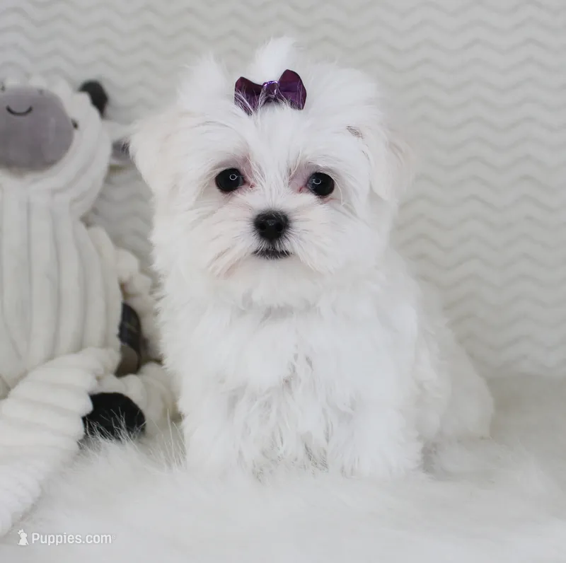 Toy size Princess – Maltese puppy for sale in Littlerock, CA