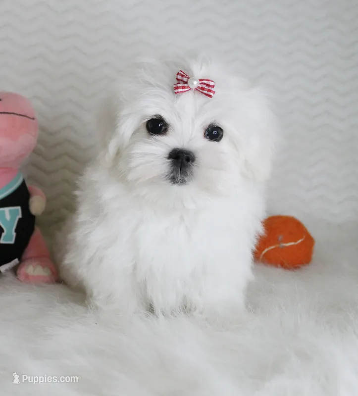 Toy size Reina – Maltese puppy for sale in Littlerock, CA