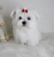 Toy size Isabel, a female Maltese for sale in Littlerock, CA – 2 of 4