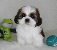 Brownie, a male Shih Tzu for sale in Littlerock, CA – 2 of 4