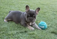 Lilac tan princess, a female French Bulldog for sale in Littlerock, CA – 1 of 4