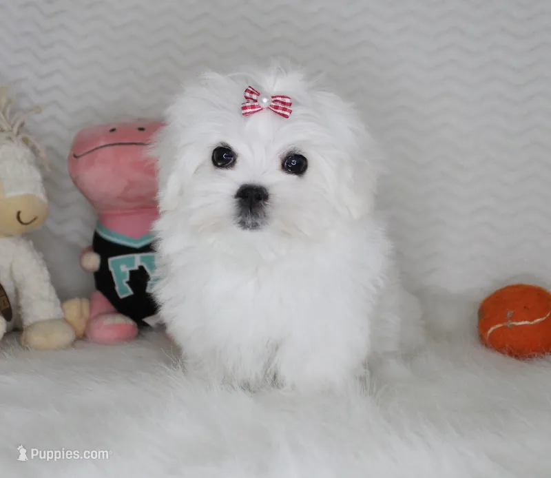 Toy size Reina – Maltese puppy for sale in Littlerock, CA