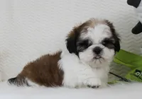 Brownie, a male Shih Tzu for sale in Littlerock, CA – 3 of 4