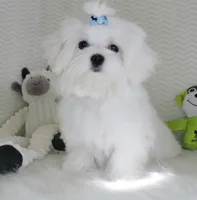 Toy size Snowie, a male Maltese for sale in Littlerock, CA – 4 of 4