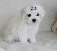 Toy size Fluffy, a male Maltese for sale in Littlerock, CA – 2 of 4