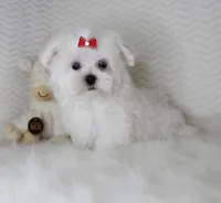Toy size Isabel, a female Maltese for sale in Littlerock, CA – 3 of 4