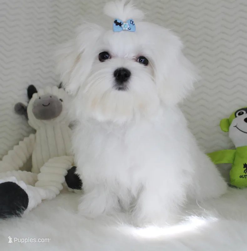 Toy size snowie – Maltese puppy for sale in Littlerock, CA