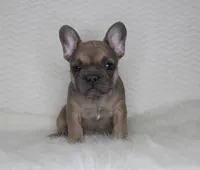 Coco, a male French Bulldog for sale in Littlerock, CA – 2 of 2