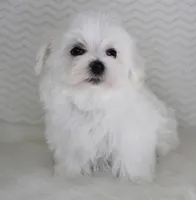 Teddy bear, a male Maltese for sale in Littlerock, CA – 3 of 4