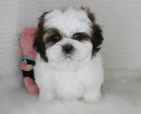 Cookie, a male Shih Tzu for sale in Littlerock, CA – 4 of 4