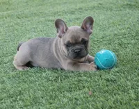 Coco, a male French Bulldog for sale in Littlerock, CA – 1 of 2