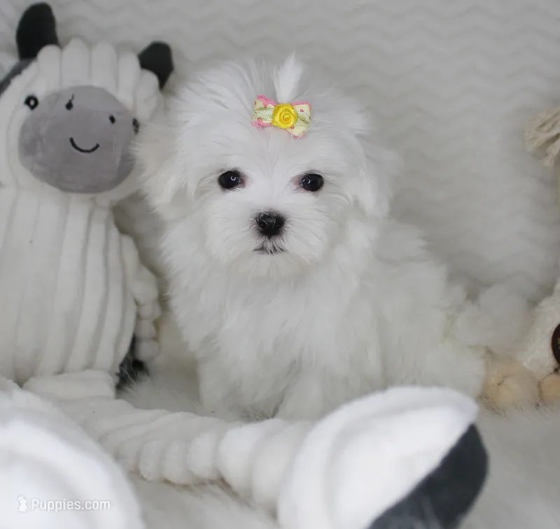 T cup Princess – Maltese puppy for sale in Littlerock, CA