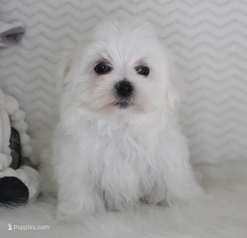 Teddy bear – Maltese puppy for sale in Littlerock, CA