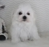 Teddy bear, a male Maltese for sale in Littlerock, CA – 1 of 4
