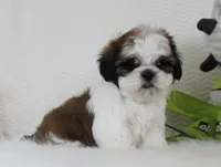Brownie, a male Shih Tzu for sale in Littlerock, CA – 2 of 4