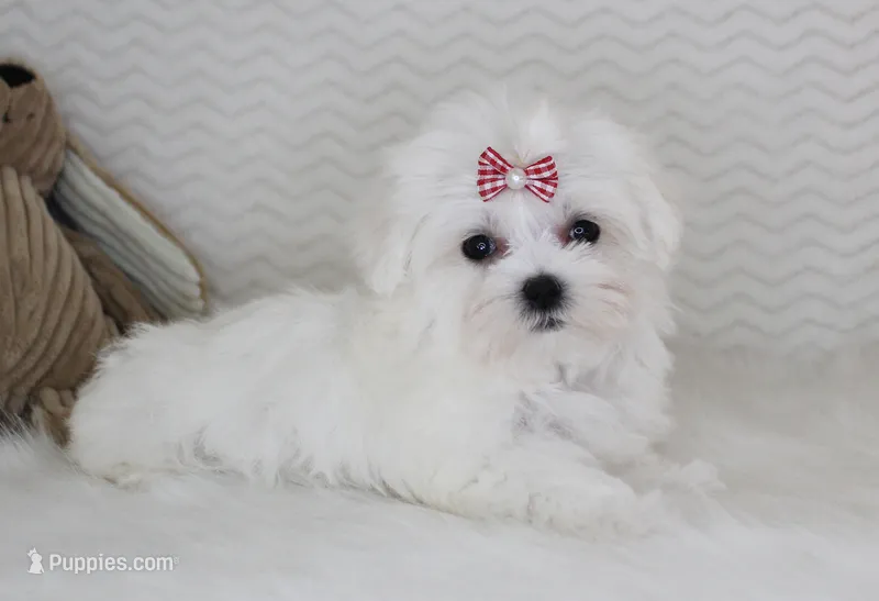 Toy size Princess – Maltese puppy for sale in Littlerock, CA