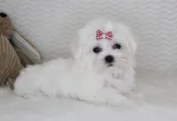 Toy size Princess, a female Maltese for sale in Littlerock, CA – 1 of 4