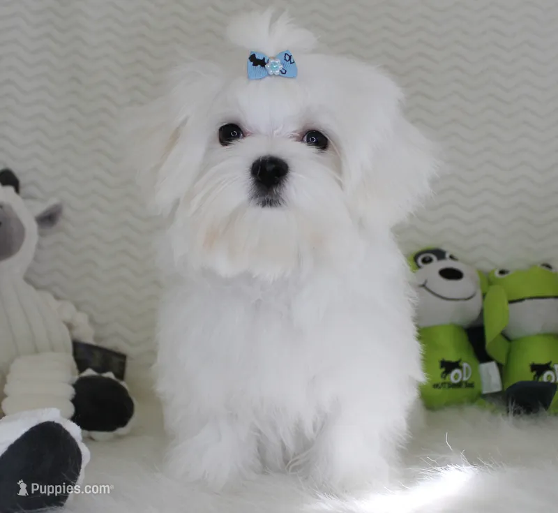Toy size Snowie – Maltese puppy for sale in Littlerock, CA