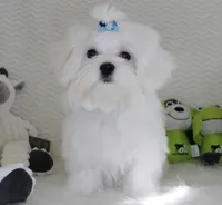 Toy size Snowie, a male Maltese for sale in Littlerock, CA – 1 of 4