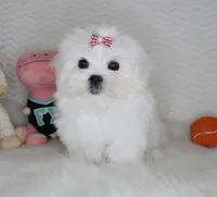 Toy size Reina, a female Maltese for sale in Littlerock, CA – 2 of 3