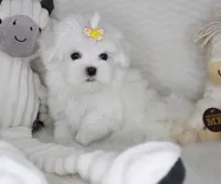 T cup Princess, a female Maltese for sale in Littlerock, CA – 3 of 3