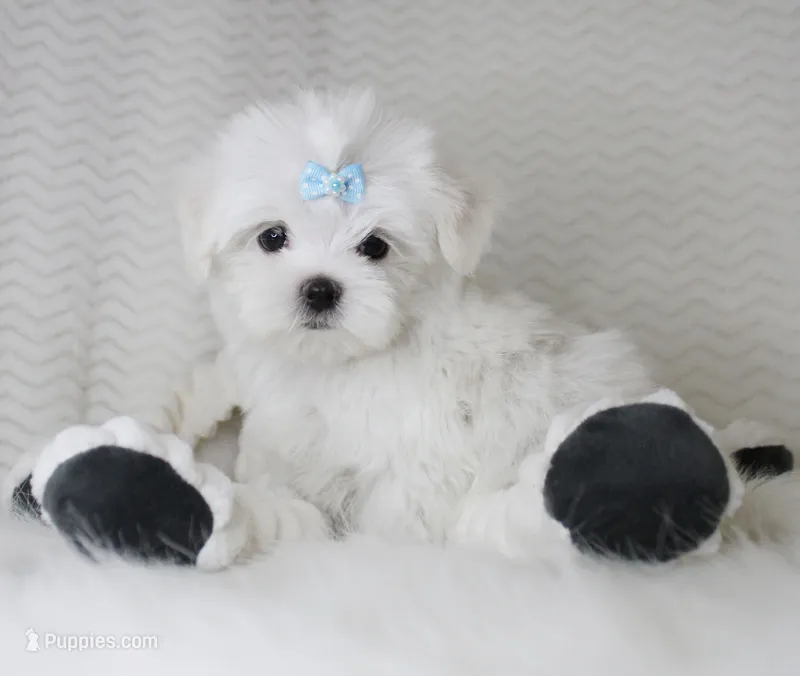 T cup prince – Maltese puppy for sale in Littlerock, CA