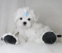 T cup prince, a male Maltese for sale in Littlerock, CA – 1 of 4