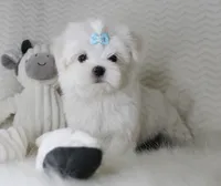 T cup prince, a male Maltese for sale in Littlerock, CA – 3 of 4
