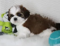 Brownie, a male Shih Tzu for sale in Littlerock, CA – 4 of 4