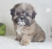 Fluffy, a female Shih Tzu for sale in Littlerock, CA – Photo 4 of 4