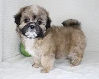 Fluffy, a female Shih Tzu for sale in Littlerock, CA – Photo 1 of 4