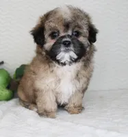Fluffy, a female Shih Tzu for sale in Littlerock, CA – Photo 3 of 4