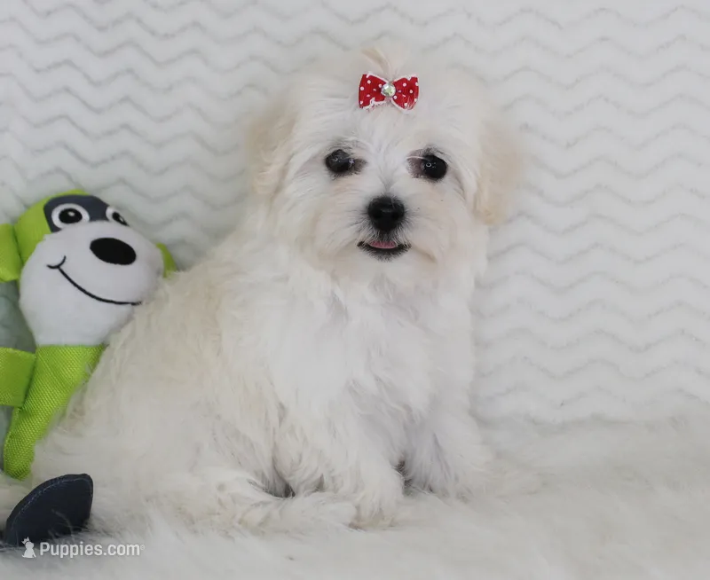 Ellie – Maltese puppy for sale in Littlerock, CA