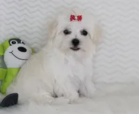 Ellie, a female Maltese for sale in Littlerock, CA – 1 of 4