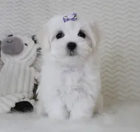 Toy size Fluffy, a male Maltese for sale in Littlerock, CA – 3 of 4