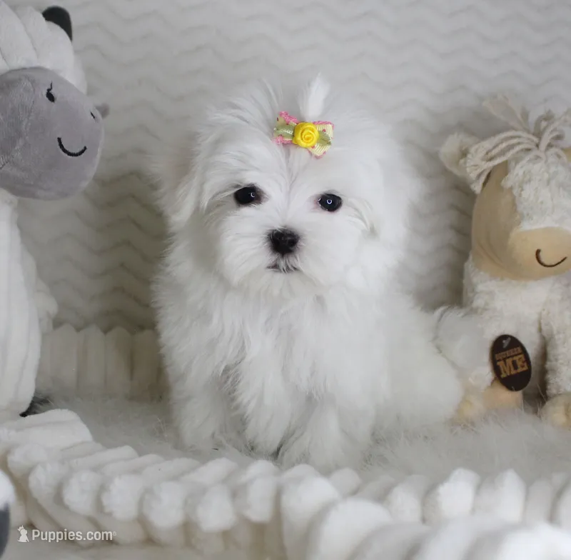 T cup Princess – Maltese puppy for sale in Littlerock, CA