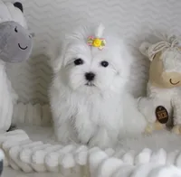 T cup Princess, a female Maltese for sale in Littlerock, CA – 2 of 3