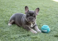 Lilac tan princess, a female French Bulldog for sale in Littlerock, CA – 3 of 4