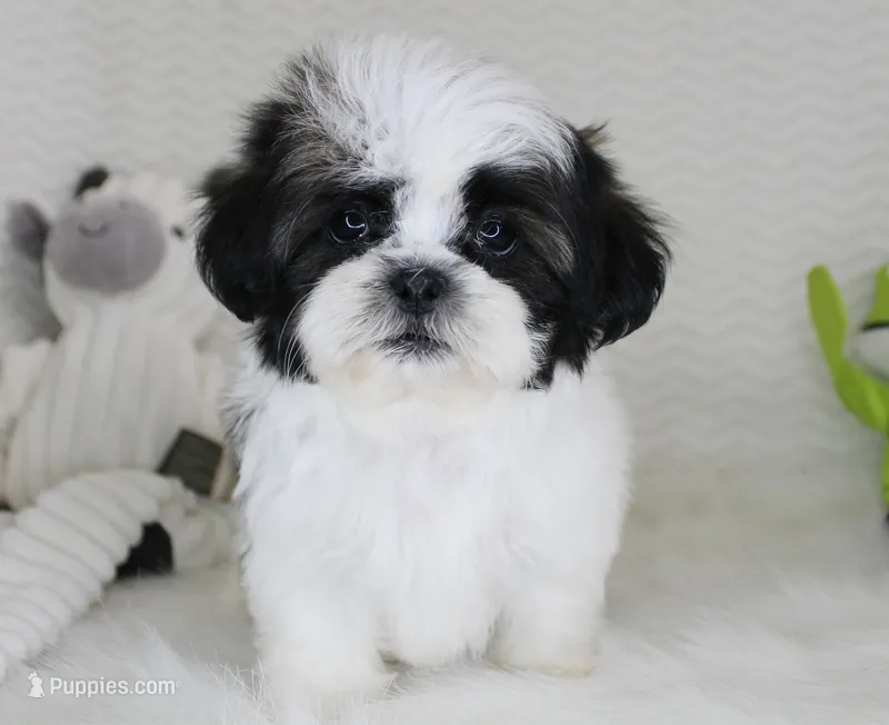 Princess – Shih Tzu puppy for sale in Littlerock, CA